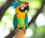 DIY Wrist Parrot Craft